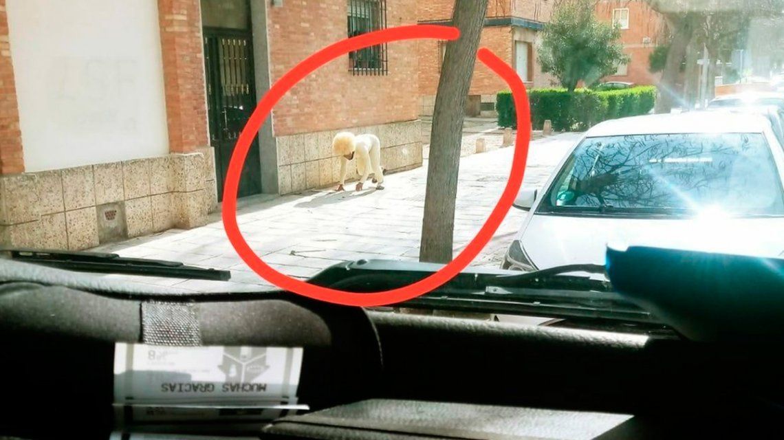 Violó la cuarentena por coronavirus en España disfrazado de perro