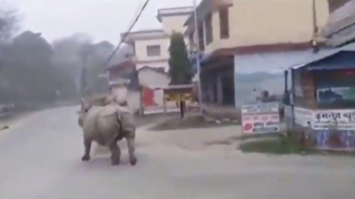 El mundo de cuarentena y él termina corrido por un rinoceronte