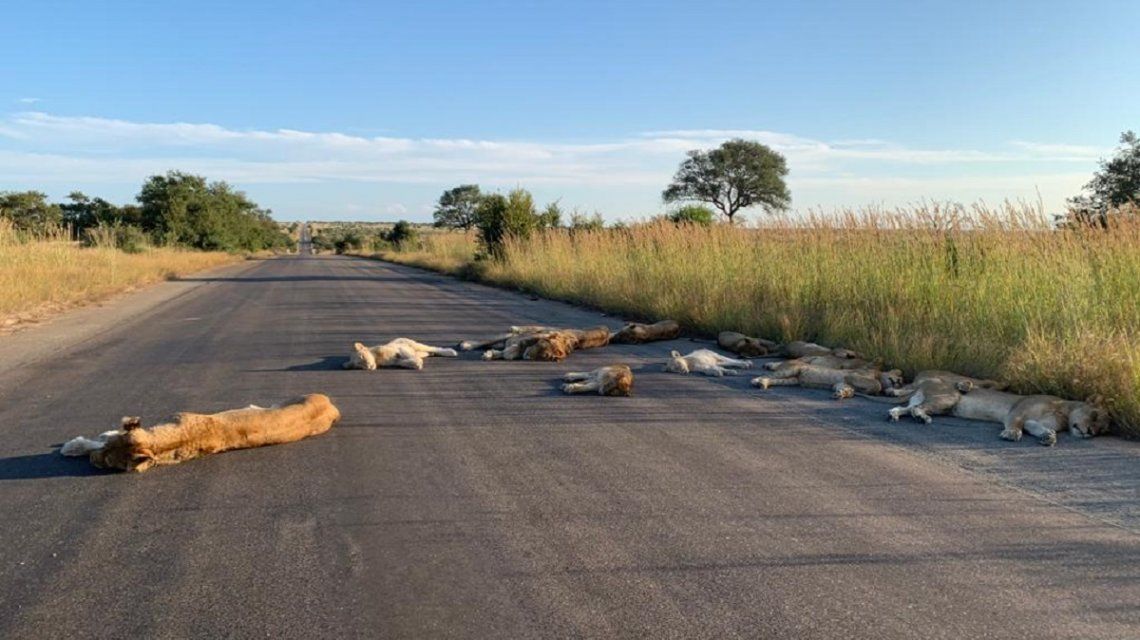Coronavirus en Sudáfrica: las impresionantes imágenes de leones descansando en la ruta