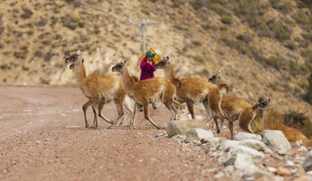 Esquel: los animales aprovecharon la falta de turistas por la cuarentena