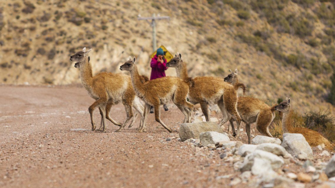 Esquel: los animales aprovecharon la falta de turistas por la cuarentena