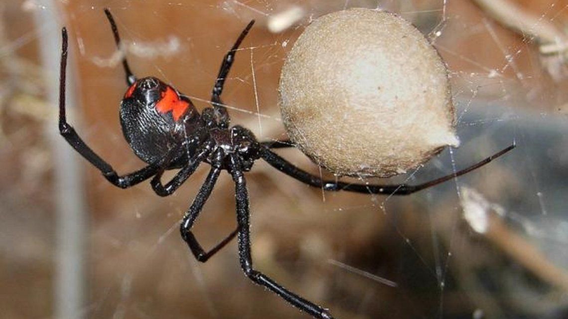 Los niños se dejaron picar por una araña viuda negra para tener superpoderes