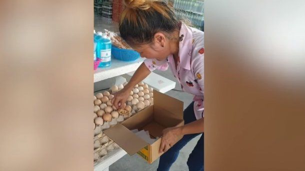 Viral: el nacimiento de un pollito en un maple de huevos sorprendió a todos en un mercado de Tailandia