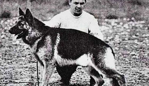 El perro Chonino