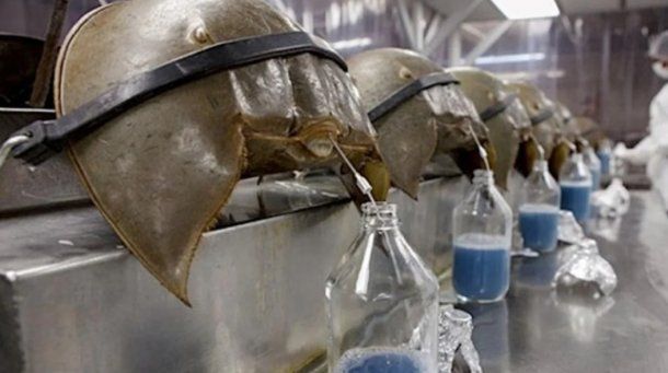 El procedimiento que mata entre el 15 y el 30 por ciento de los cangrejos desangrados