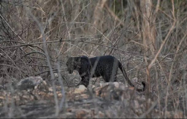 Leopardo negro en una Reserva Natural, India.