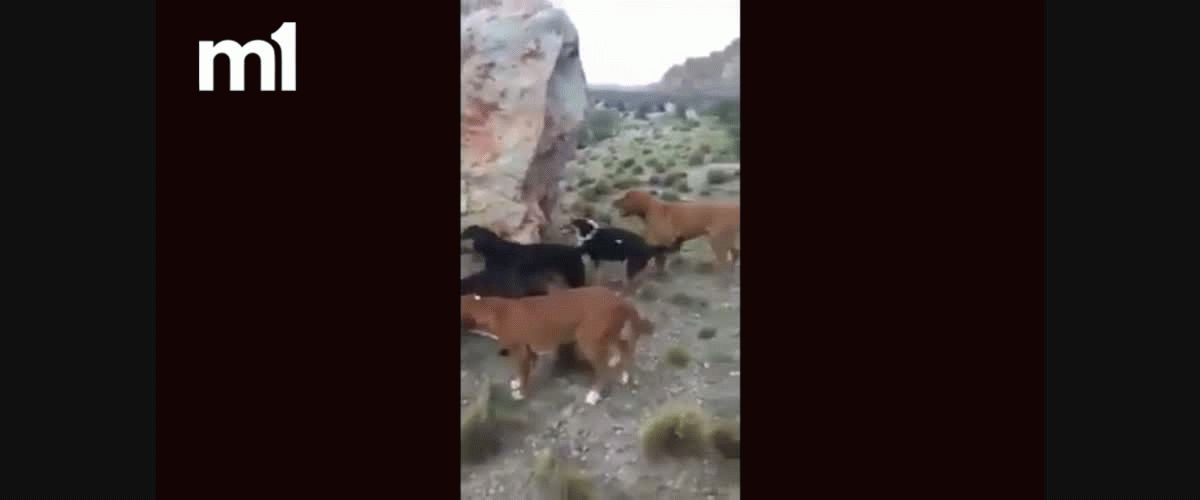 VIDEO: El brutal ataque unos perros a un puma