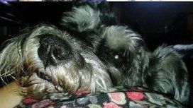 Para encontrar a su perro Para encontrar a su perro