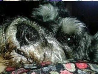 para encontrar a su perro, ofrece un auto como recompensa para encontrar a su perro, ofrece un auto como recompensa