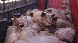 Los cerdos estuvieron encerrados en el camión durante más de diez horas. Foto: Malena Blanco para Voicot. Los cerdos estuvieron encerrados en el camión durante más de diez horas. Foto: Malena Blanco para Voicot.