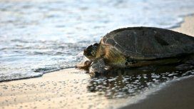 VIDEO: Una tortuga rescatada en San Clemente expulsó gran cantidad de basura de su cuerpo VIDEO: Una tortuga rescatada en San Clemente expulsó gran cantidad de basura de su cuerpo