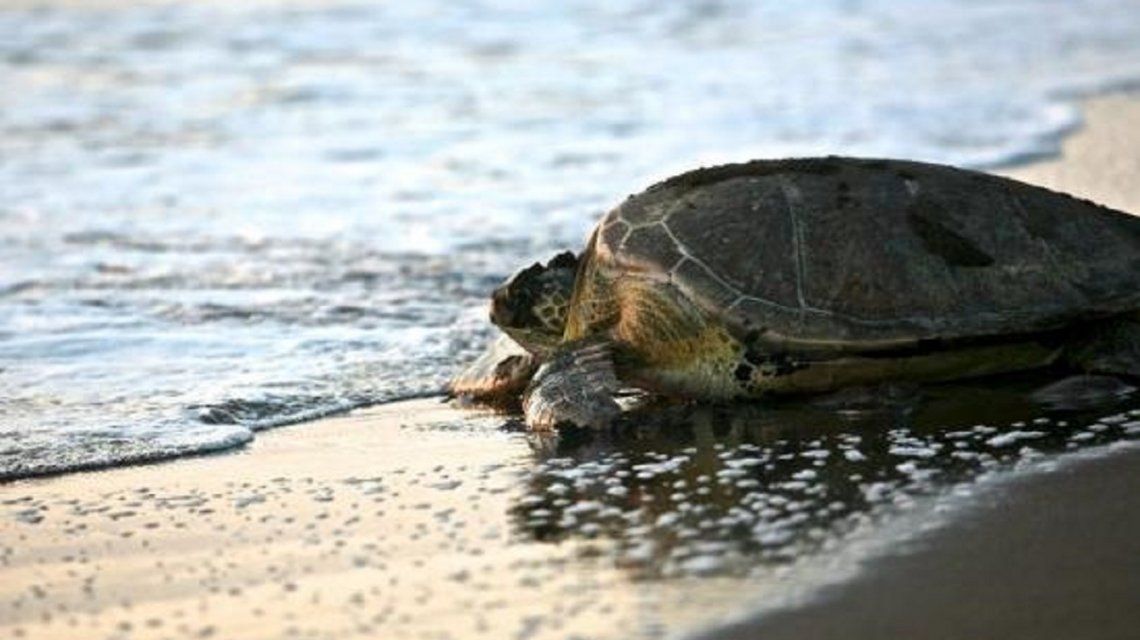 VIDEO: Una tortuga rescatada en San Clemente expulsó gran cantidad de basura de su cuerpo
