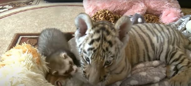 Un tigre y un hurón se hicieron amigos