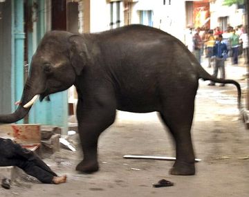 Elefante