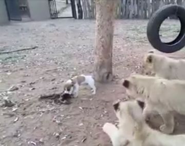 VIDEO: cachorro se enfrenta a tres leones