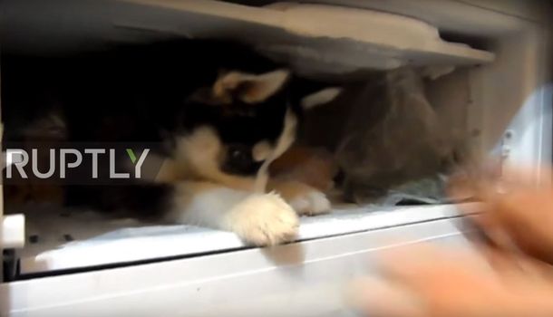 Un pequeño husky quiere estar en el congelador de la heladera