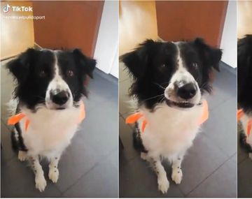 El video de la tierna reacci&oacute;n de este perro se hizo viral