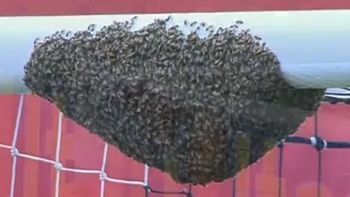 al angulo: un inmenso enjambre de abejas en un arco al angulo: un inmenso enjambre de abejas en un arco
