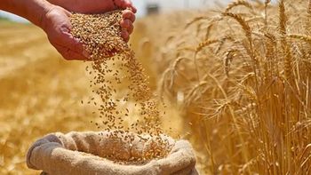 preocupante: la guerra en medio oriente dispara los precios de los alimentos a nivel global preocupante: la guerra en medio oriente dispara los precios de los alimentos a nivel global