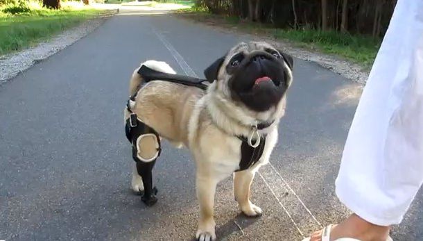 Un perro aprende a caminar con una prótesis