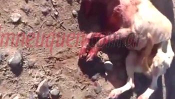 desalmado: un policia le disparo con su arma a una perra desalmado: un policia le disparo con su arma a una perra