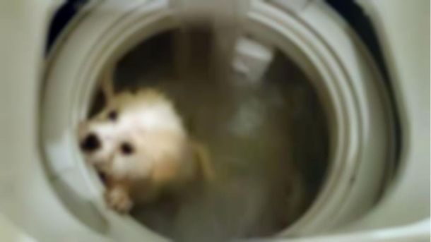 Macabro: mató a su perro metiéndolo en un lavarropas y subió las fotos a Facebook