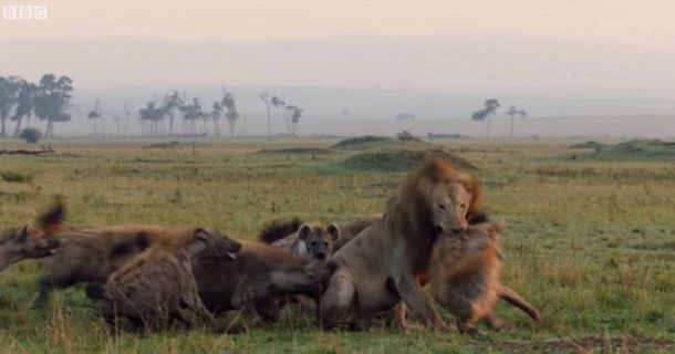 Un león, 20 hienas hambrientas y un héroe inesperado: el video viral que conmueve a todos
