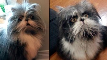 La imagen de un animal llenó de dudas a los usuarios en Twitter. La imagen de un animal llenó de dudas a los usuarios en Twitter.