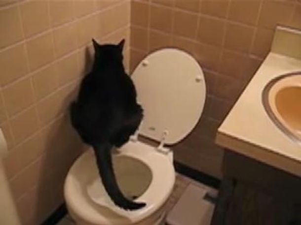 Gato en el inodoro