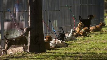 Paseadores Paseadores