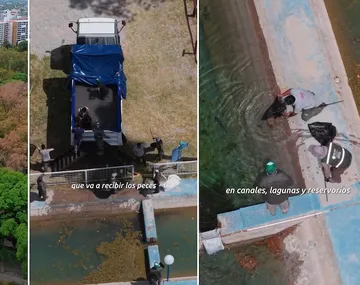 Vaciaron un lago y tuvieron que trasladar a más de mil peces en San Juan