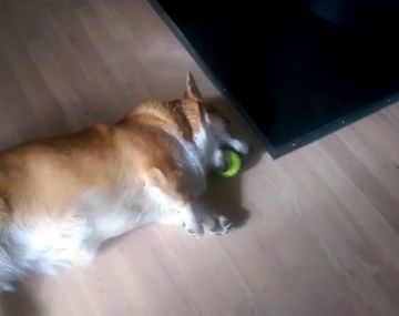 A este perro sus patas cortas lo traicionaron