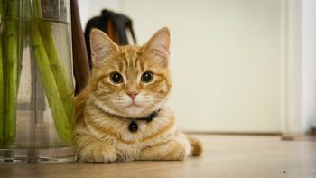 Los gatos vuelven por cariño a sus dueños, y a la comida Los gatos vuelven por cariño a sus dueños, y a la comida