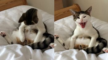 un gato se desperto de la anestesia tras ser castrado y su reaccion fue terrible un gato se desperto de la anestesia tras ser castrado y su reaccion fue terrible