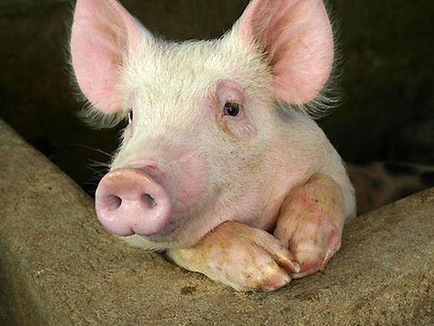 Convocatoria (cerdo.jpg)