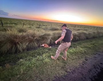 Rescataron a un ejemplar de aguará guazú en Córdoba