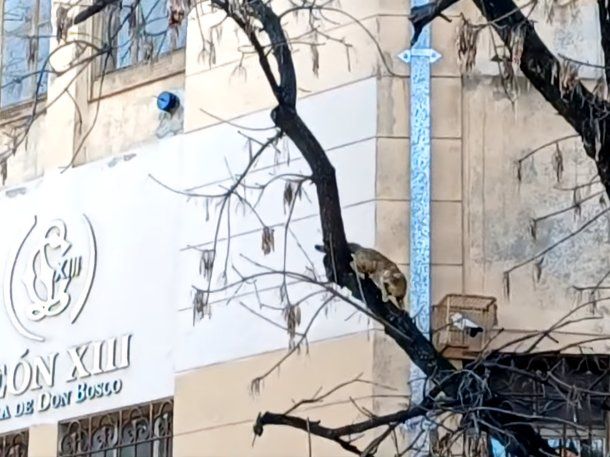 Así rescataron a un gato que quedó atrapado en un árbol en Colegiales