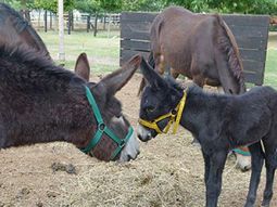 Córdoba: una mula dio a luz a un burro