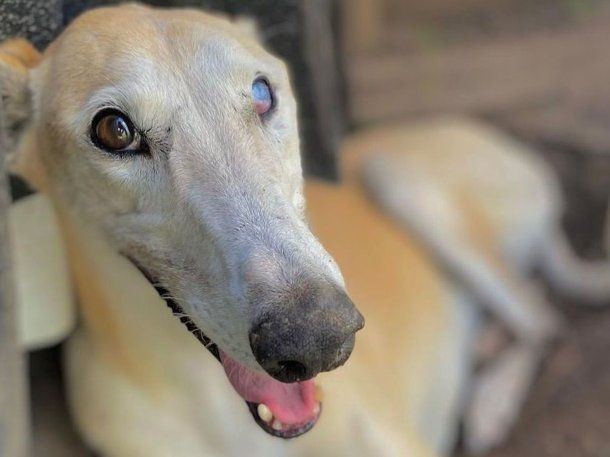 Paris, la perrita que ingreso a Gran Hermano 2025.