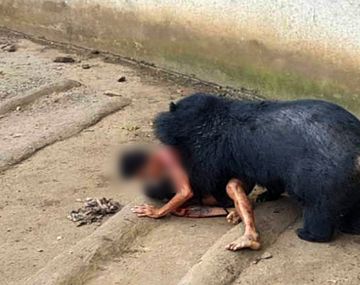 VIDEO: Un hombre casi fue devorado por un oso en un templo de Tailandia