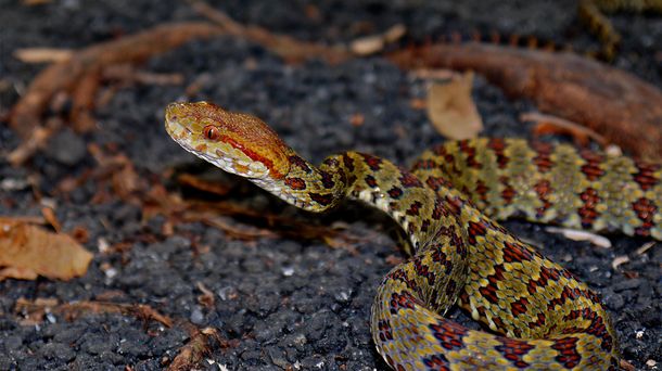 Descubren a un mono que parece Michael Jackson y otros animales especiales