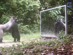 la reaccion de los animales ante un espejo la reaccion de los animales ante un espejo