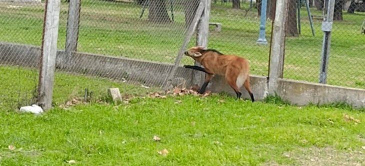VIDEO: Rescataron un aguará guazú en Santa Fe