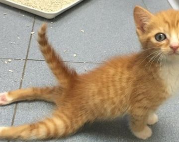 El gato parapl&eacute;jico que se volvi&oacute; viral por su videos en las redes sociales