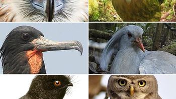 estos son los pajaros mas extranos del mundo estos son los pajaros mas extranos del mundo