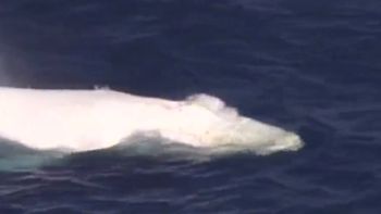 aparecio en australia una ballena blanca de la especie que inspiro a moby dick aparecio en australia una ballena blanca de la especie que inspiro a moby dick