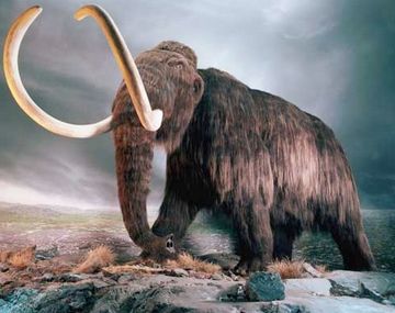 El padre de la oveja Dolly dijo que podría clonar un mamut