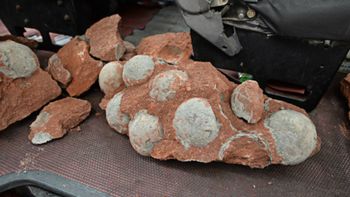 descubren 43 huevos fosilizados descubren 43 huevos fosilizados