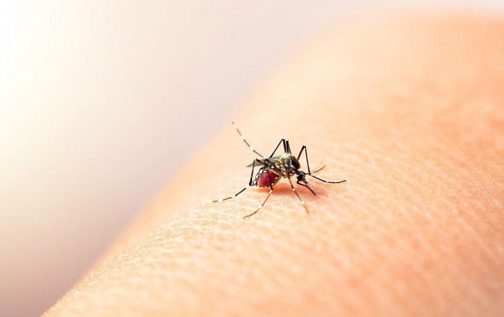 Dengue: confirmaron en Tucumán la segunda muerte en el país por esta enfermedad