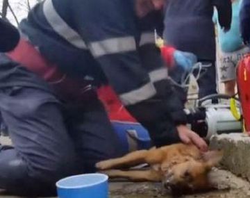 Un bombero salvo a un perro haciéndole resucitación